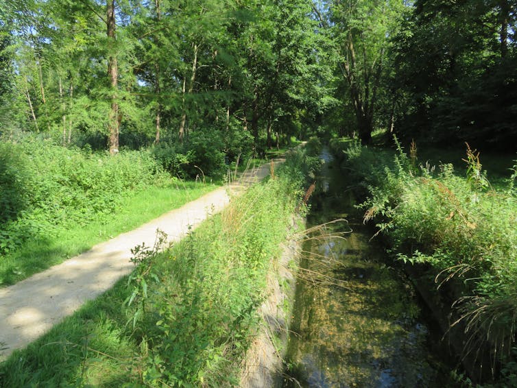 Foto del ruscello verde a Liesse (vicino a Saint-Ouen-L'Aumône)