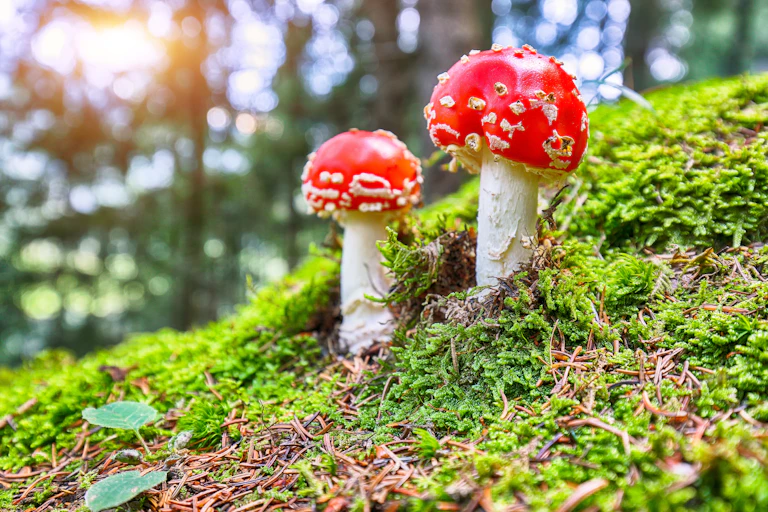 Two fly agaric mushrooms