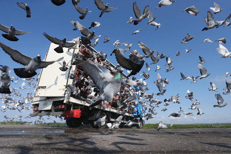 Racing pigeons being released