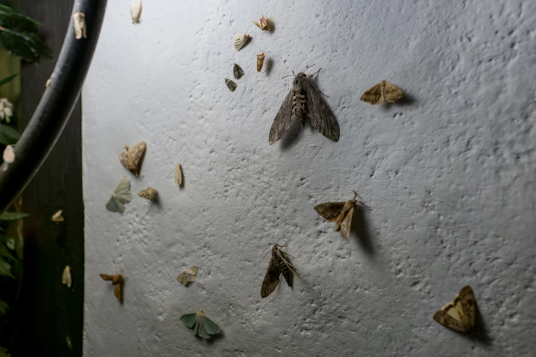 Moths on a white wall during the night