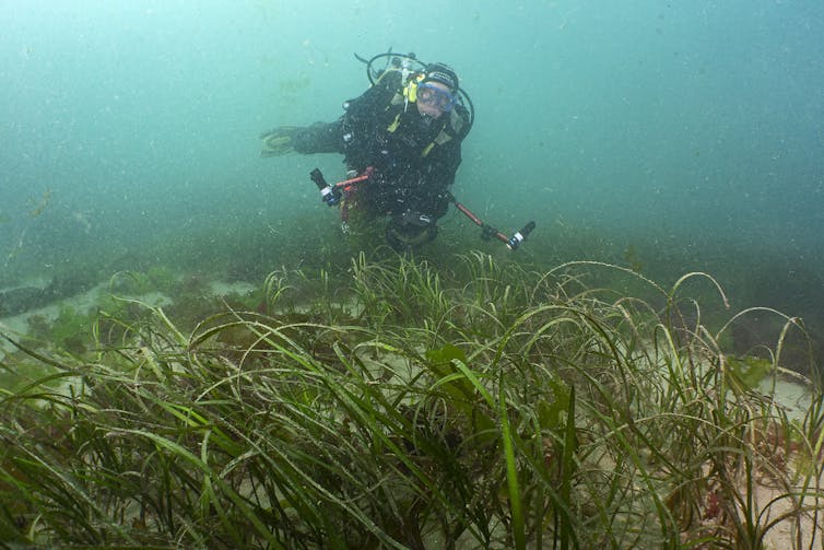 diver in wetsuit underwater, swimming over seagrass on sandy seabed, blue ocean