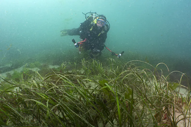 diver in wetsuit underwater, swimming over seagrass on sandy seabed, blue ocean