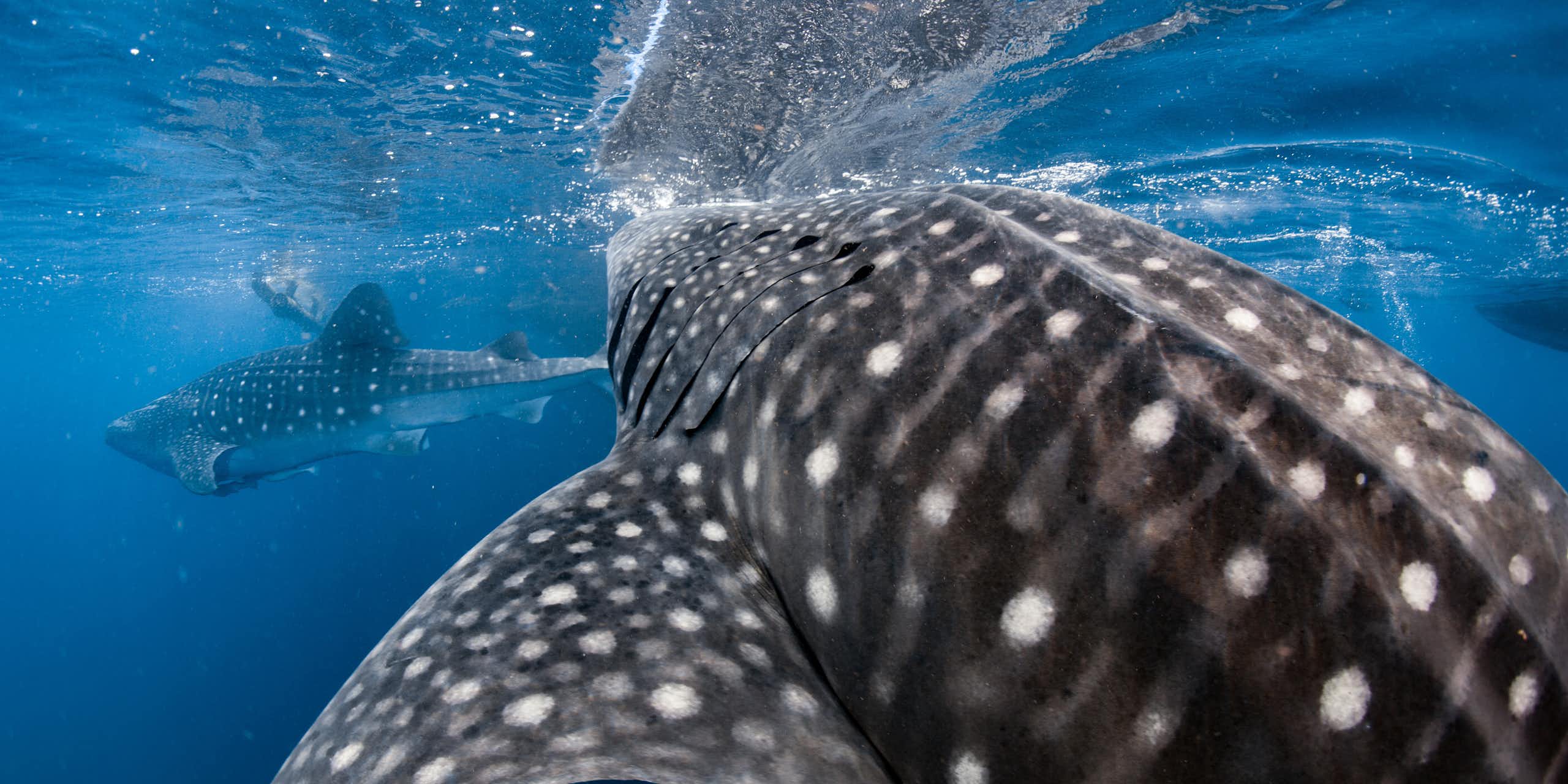 close up of big black whale shark with white spots, another whale shark in background, blue sea