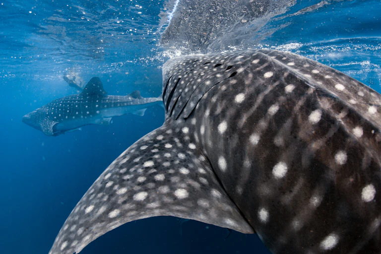 close up of big black whale shark with white spots, another whale shark in background, blue sea