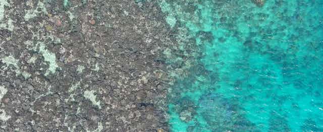 Imagens de coral morto em mar raso