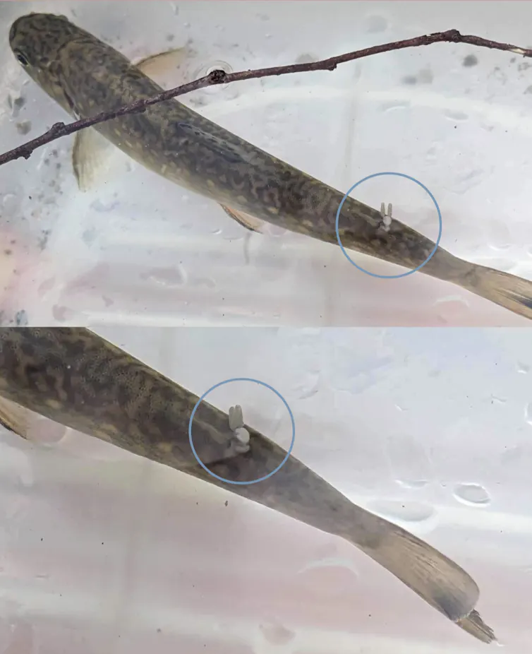A contaminated fish in a jar