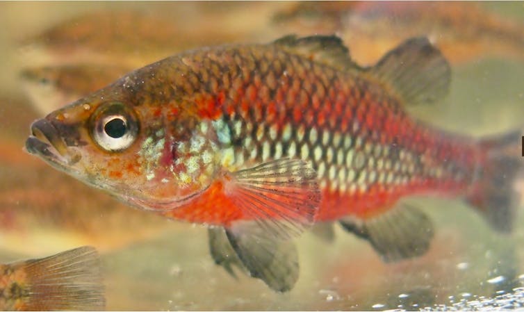 a red and gold fish
