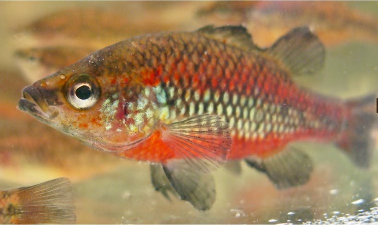 a red and gold fish