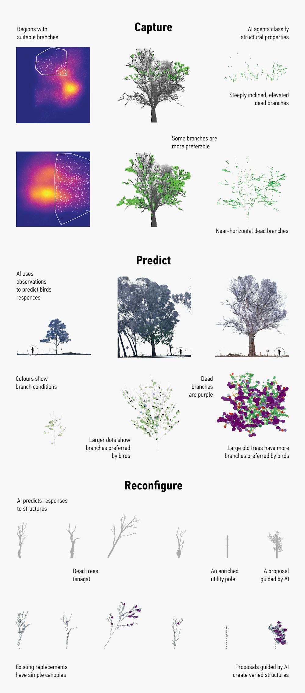What makes a good tree? We used AI to ask birds