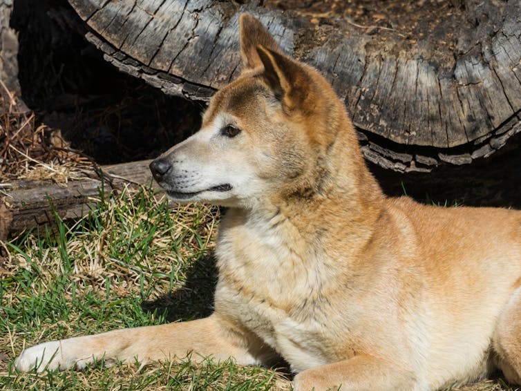 A russet dog with pointy ears basking on the grass.
