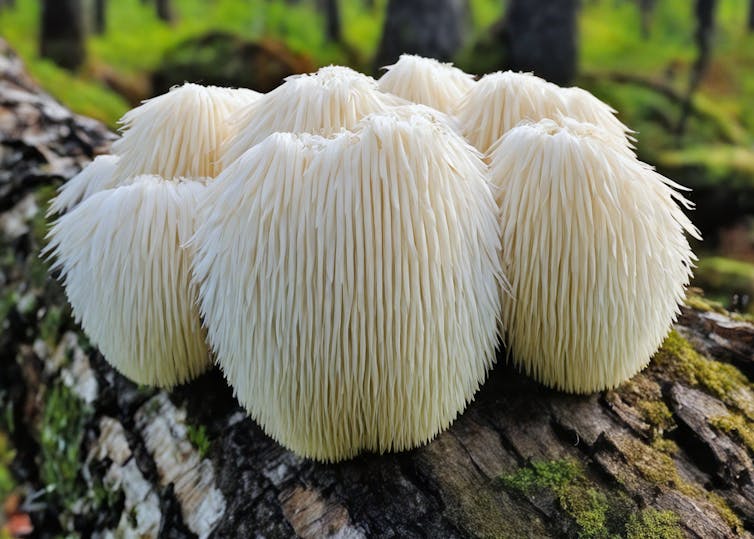Not quite medicine, not quite food: how a product like mushroom gummies can  fall through the regulatory cracks