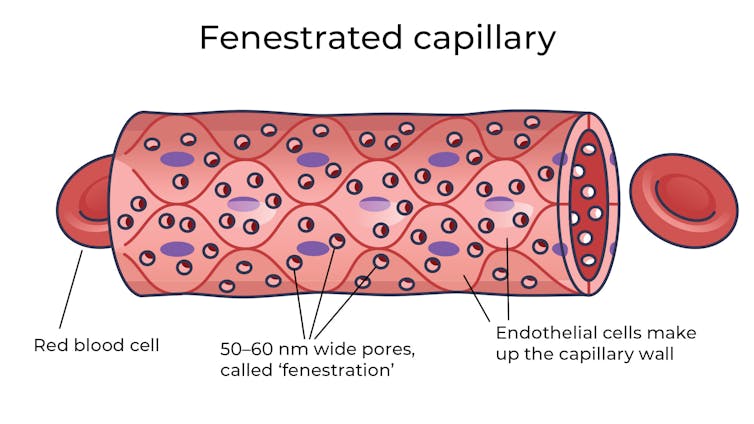 A fenestrated capillary