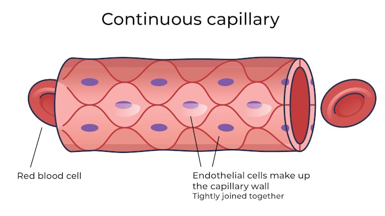 Continuous capillary