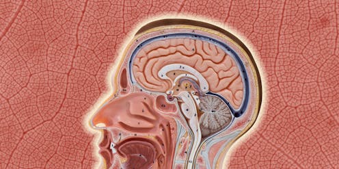 Our blood-brain barrier stops bugs and toxins getting to our brain. Here’s how it works