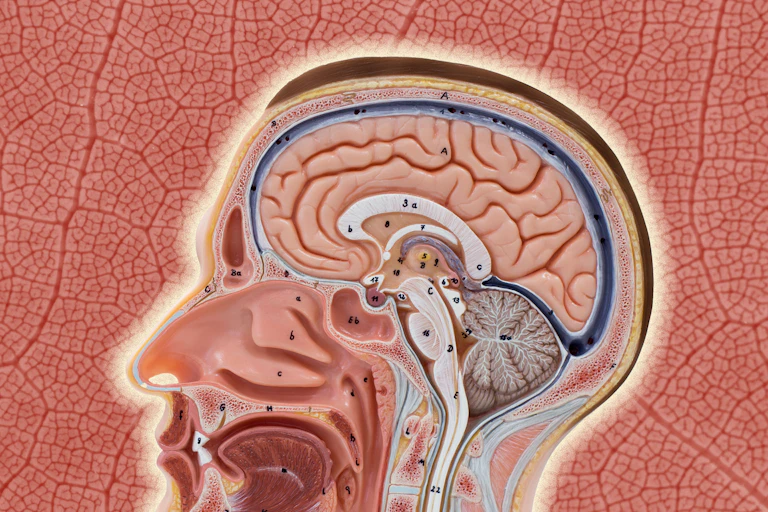 A cross section of a human head and brain in front of a fractal red patter
