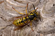 A yellow and black wasp with long black antennae perched on her nest