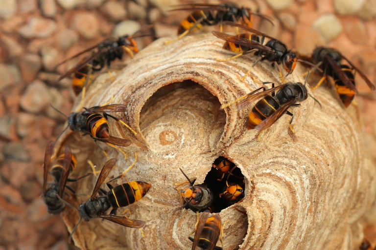 Wasps with black bodies and yellow abdomens gather atop their nest