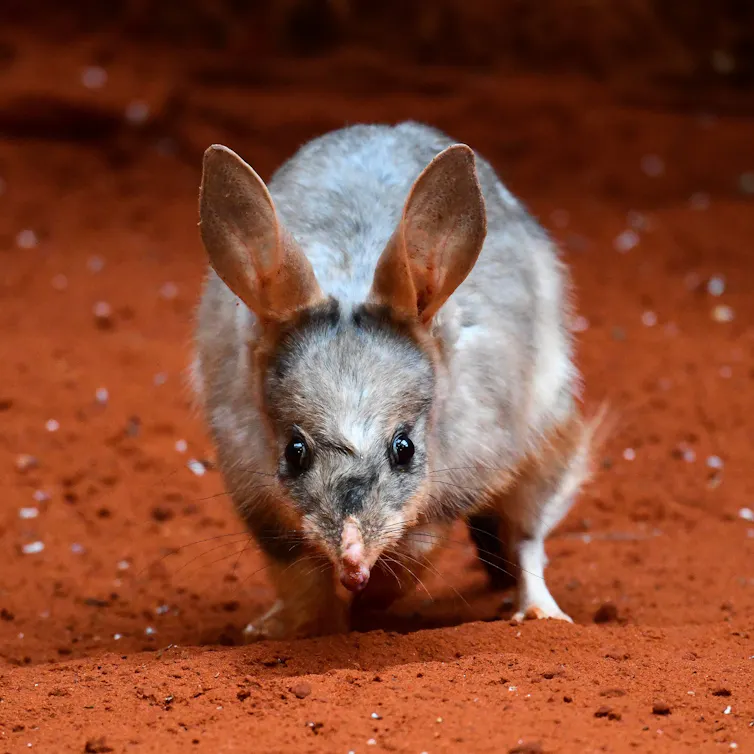 A small grey and white animal with long ears standing in red soil.