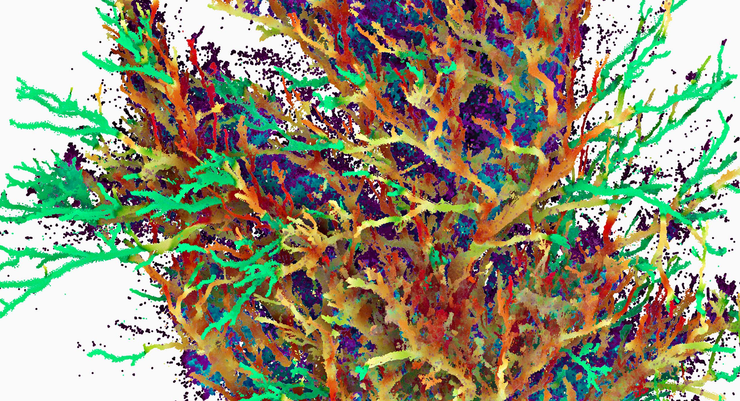 Image of a tree with branches shaded in different colours.
