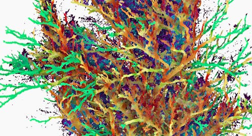 What makes a good tree? We used AI to ask birds