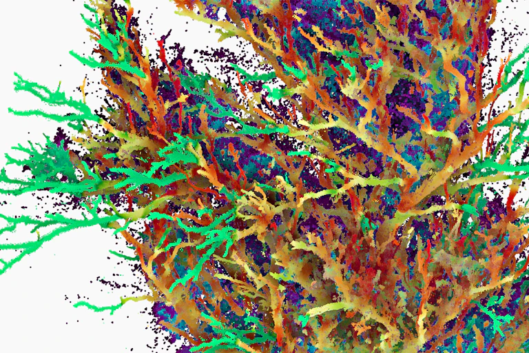 Image of a tree with branches shaded in different colours.
