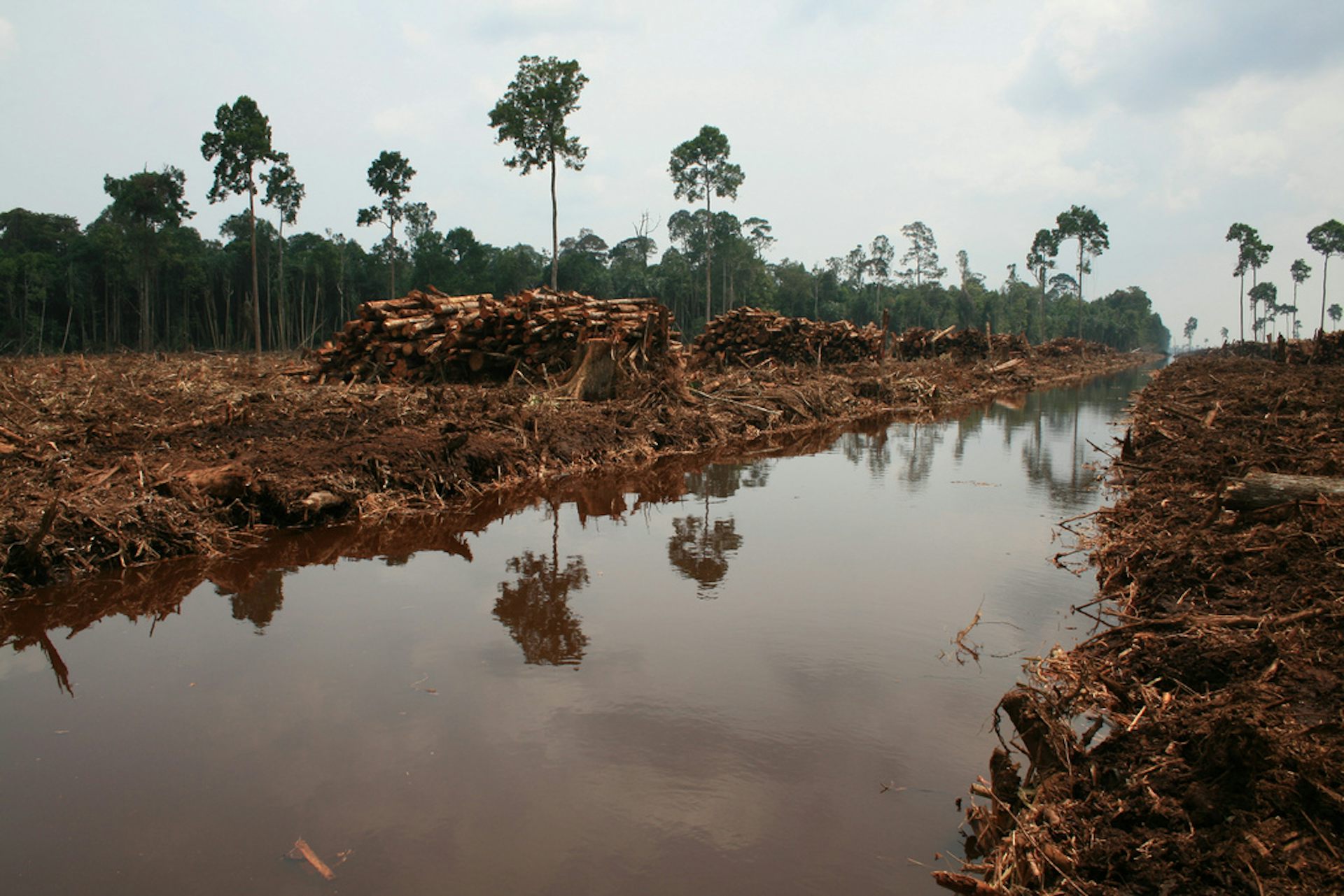 Deforestation effects on environment image