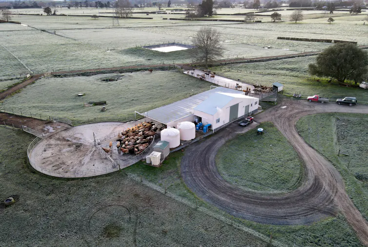 An aerial image shows a herd of cows waiting to be milked on a dairy farm.