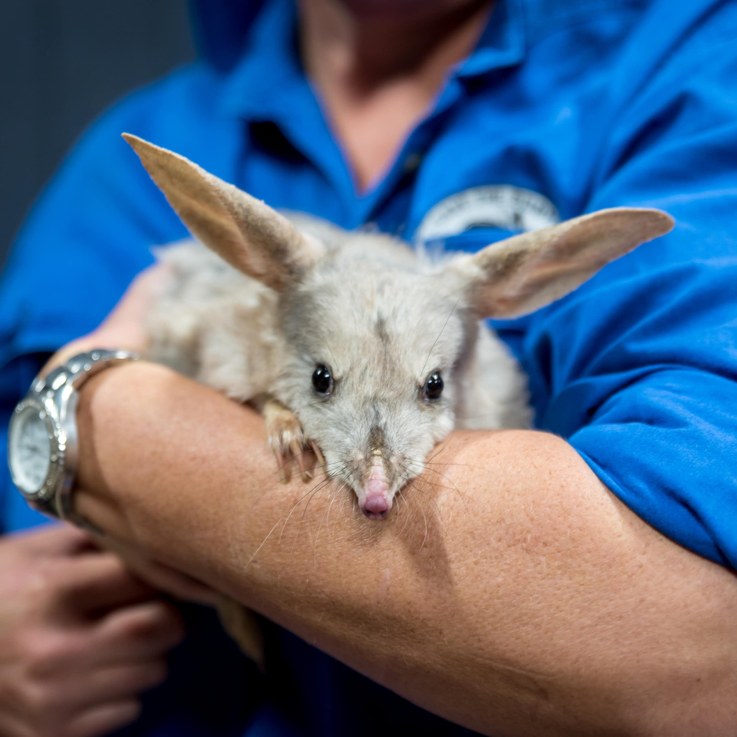 A person in a blue uniform shirt holds a grey animal with long ears looking curiously at the camera.