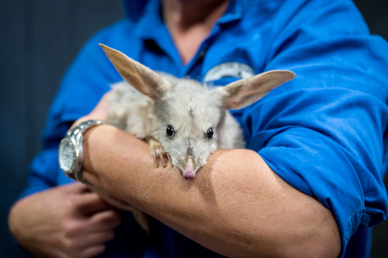 A person in a blue uniform shirt holds a grey animal with long ears looking curiously at the camera.