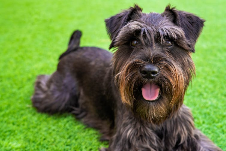 Photo of a dog lying on grass.
