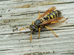 A black and yellow wasp resting on weathered wood, photographed from above