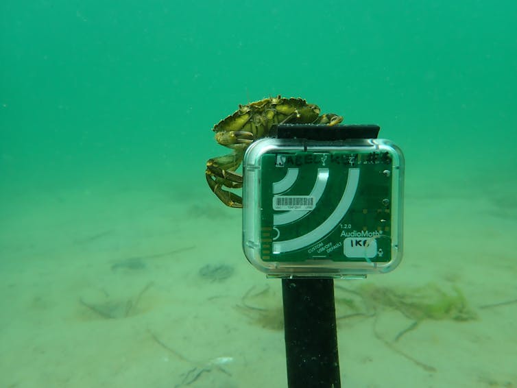 A crab on top of an underwater audio recorder.
