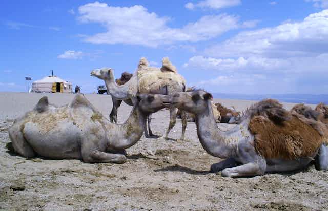 Three two-humped camels on a sandy plain near a yurt 