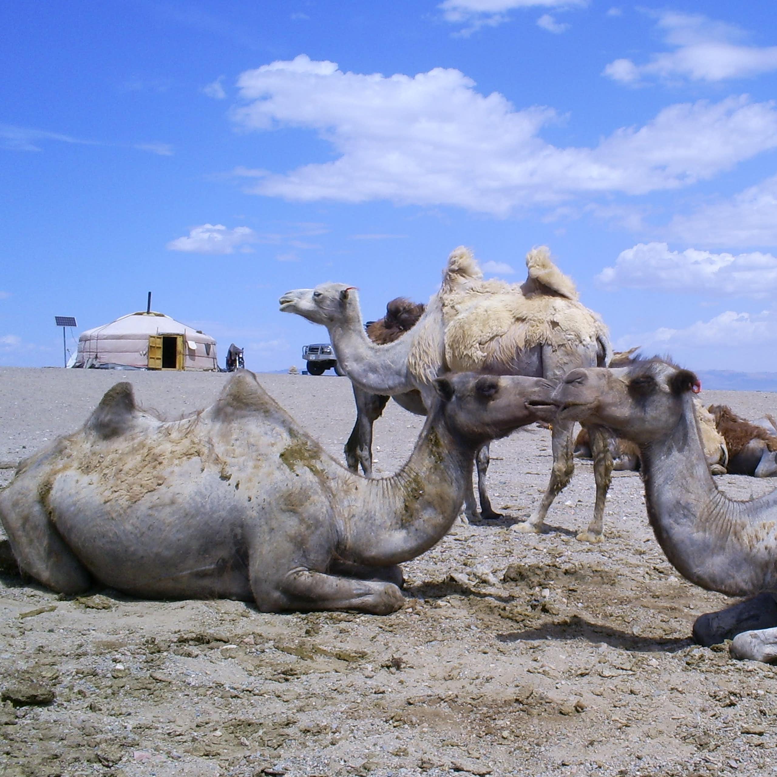 Three two-humped camels on a sandy plain near a yurt 