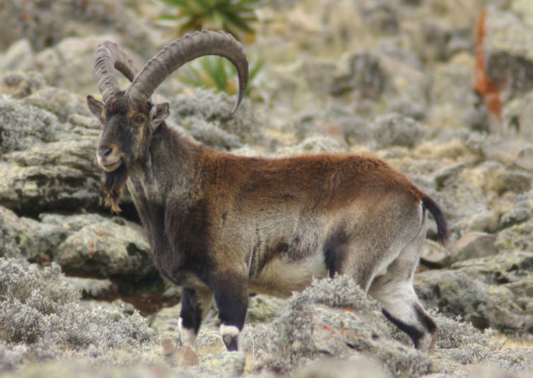 A wild goat with large, curved horns.