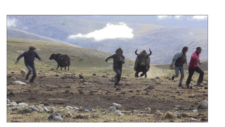Four men flee from a large horned yak