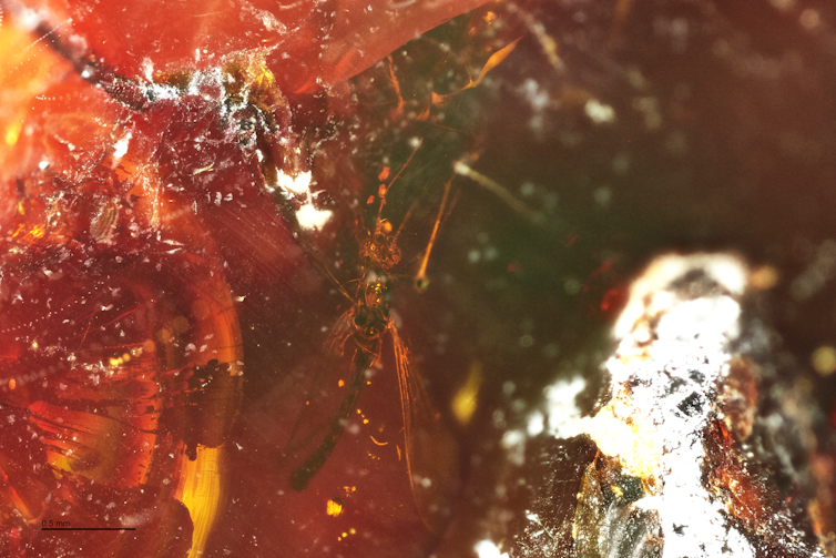 A small insect trapped in amber with its wings clearly visible.