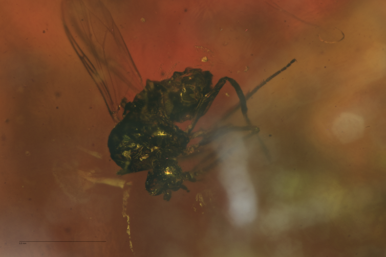 Close-up of a partially obscured flying insect's body encased in a dark brown substance.