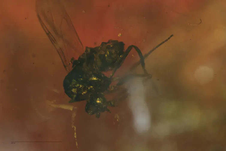 Close-up of a partially obscured flying insect's body encased in a dark brown substance.