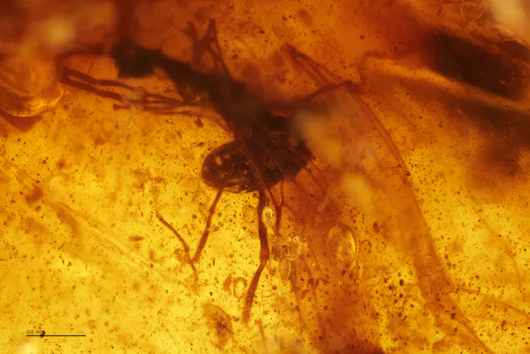 Close-up of a partially obscured insect in a golden and orange translucent material.