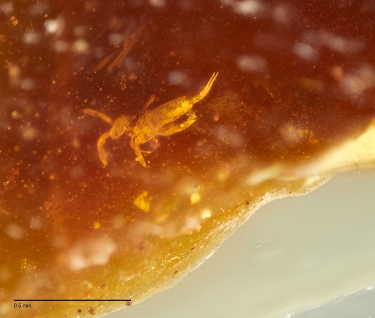 Close-up of orange-brown substance with a small white spiky creature within.
