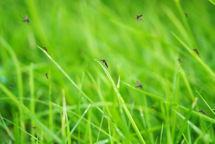 Mosquitoes flying around green grass.