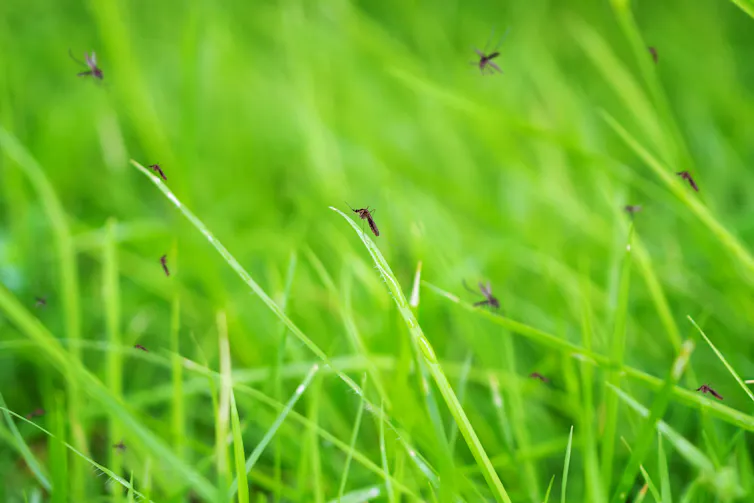 Mosquitoes flying around green grass.