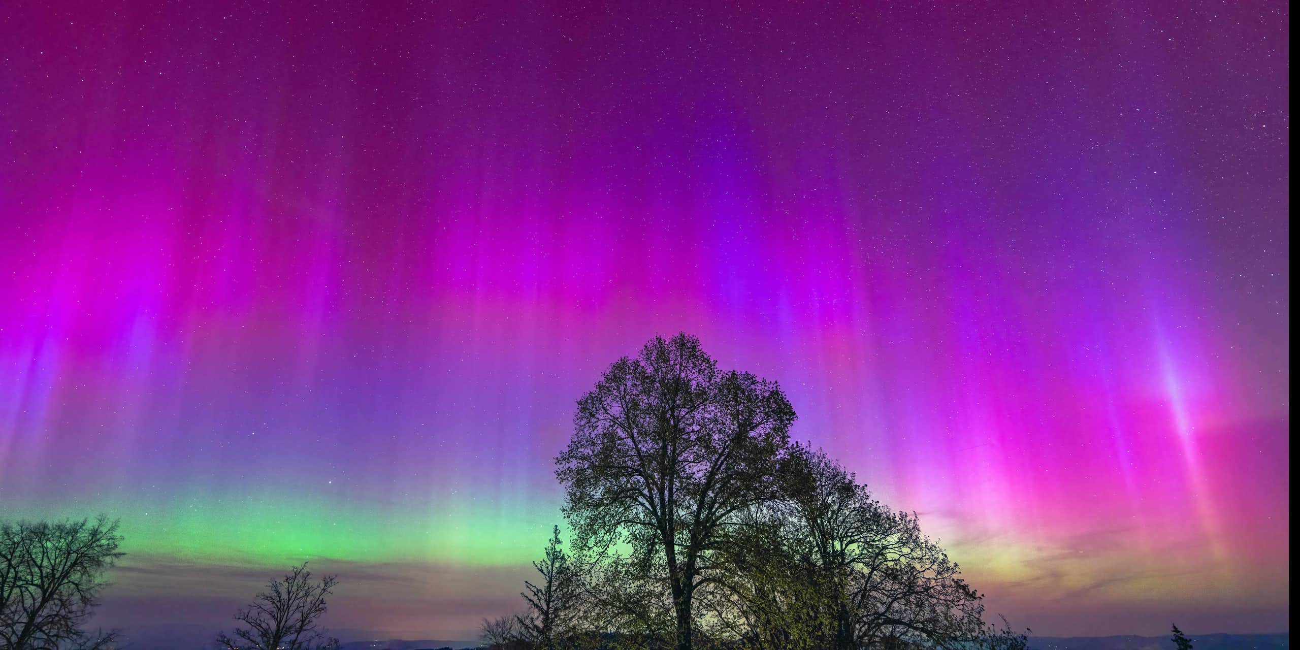 Sheets of pink and green auroral light in the sky behind silhouetted trees.