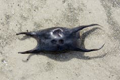 A small black egg case with two handles at each end lying on beach sand