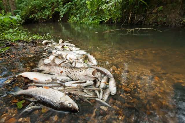 A pile of dead fish at the side of a river.