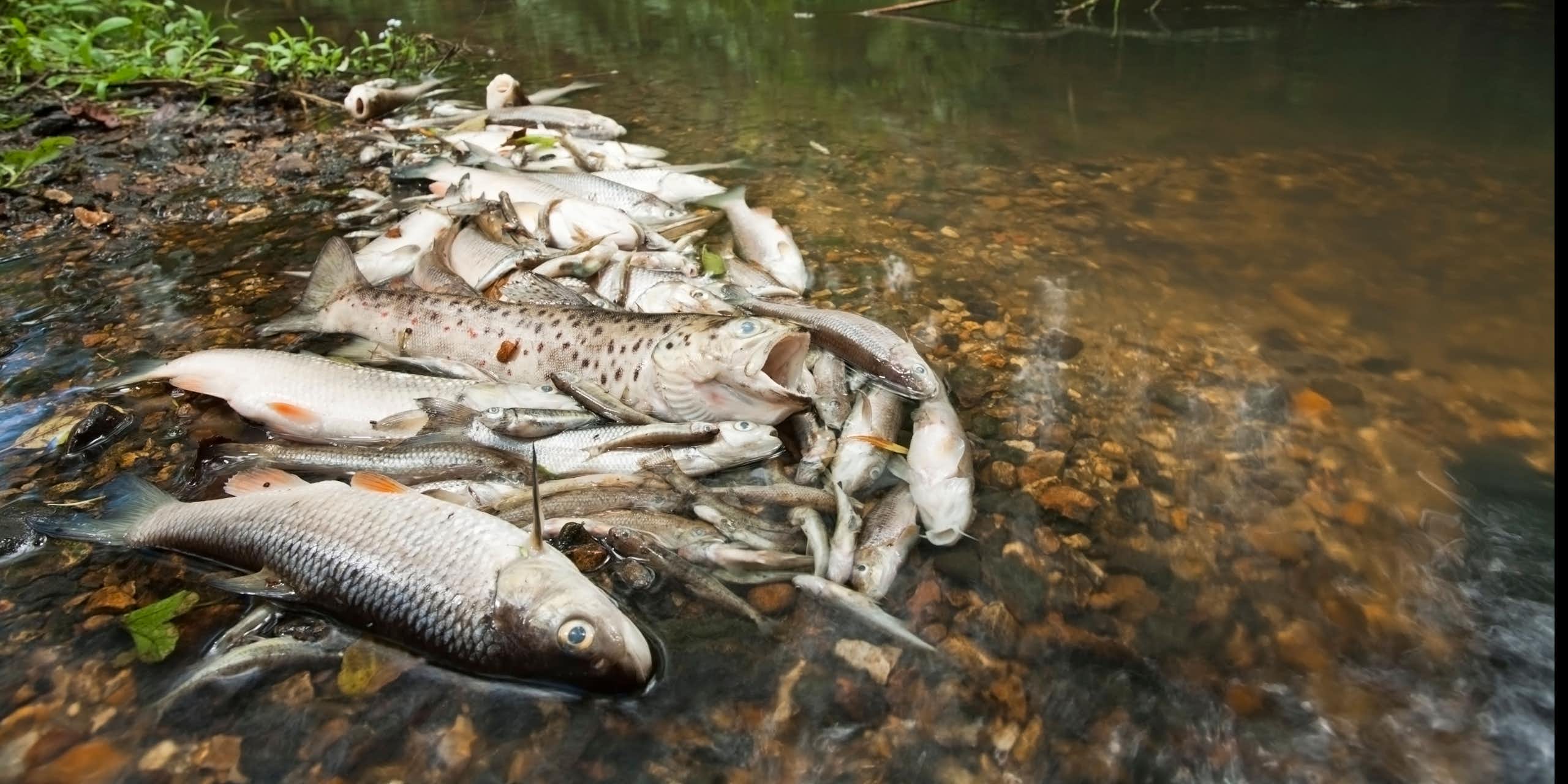 A pile of dead fish at the side of a river.