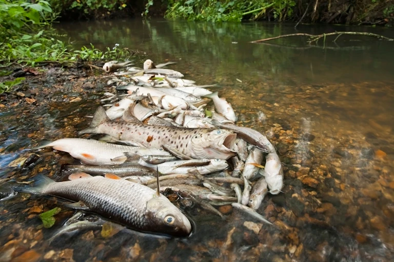 A pile of dead fish at the side of a river.