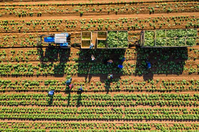 View from above of tractor and trailers in a field of vegetables, with workers