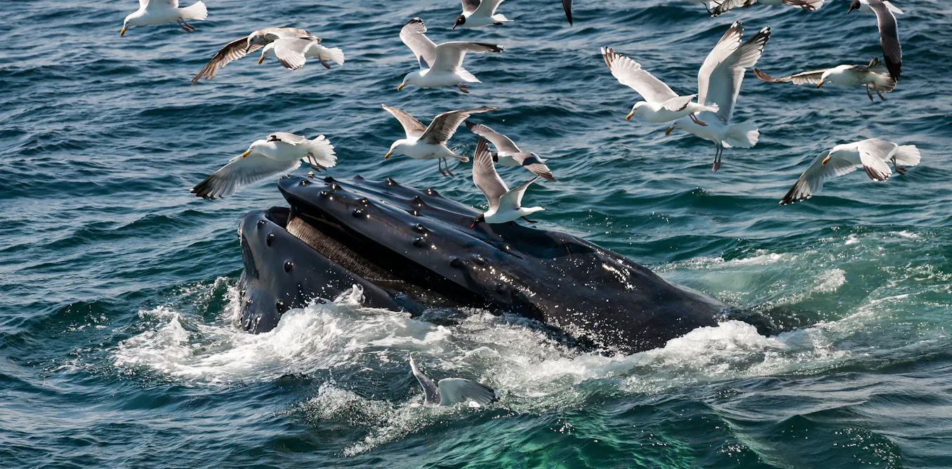 Allons-nous vraiment bientôt parler avec les baleines ? Allons-nous vraiment bientôt parler avec les baleines ?